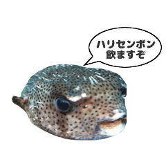 Happy porcupinefish