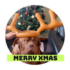 French mastiff Genki 2