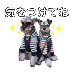 Miniature Schnauzer Junkers&Nico