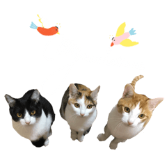 SHIROO_20220922103837