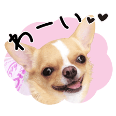 チワワ Lineクリエイターズスタンプまとめ Stamplist チワワ Lineクリエイターズスタンプまとめ Stamplist