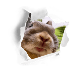 モカモフ言葉スタンプ