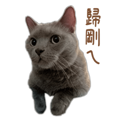 Everyday essential phrases for cute cats
