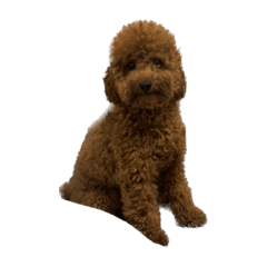 hiyori_20220922225903