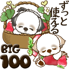 【Big】シーズー犬100『ずっと使える言葉』