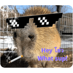 Capybara pro