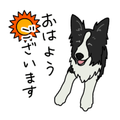 Border collie can use(honorific)