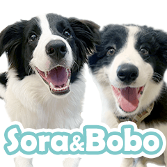 Border Collie [Sora&Bobo]