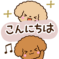 Toy poodle Red and apricot