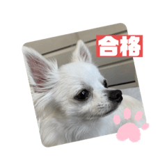 YOSHI-HAPPY_20220923145207