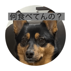 犬 ワンチャン