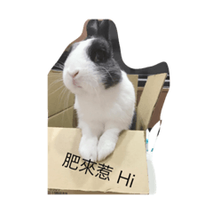 紙箱兔兔