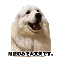 Luke ikeinu_20220923200058