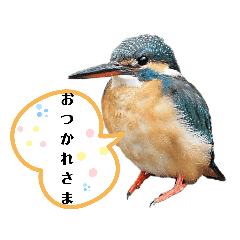 Wild birds stickers - 5