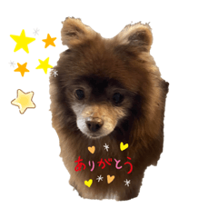 Dogs lover_20220924135352