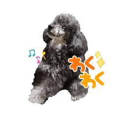 sirokuropoodle_20220924002908