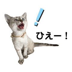 Ｉ我が家の保護猫達