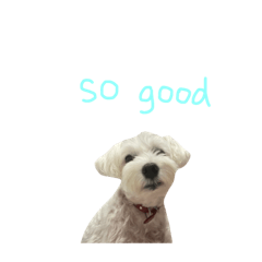 white schnauzer and simple words no.2