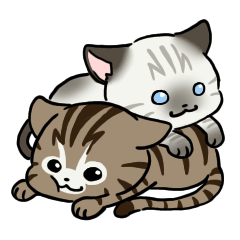 ノア＆ティコ【キジトラ＆シャムミックス】