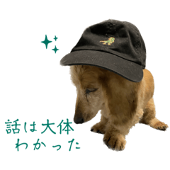 Uchi no dog kawaii