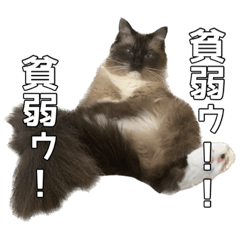 tanuki_20220926103346