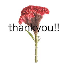 flowerandmessdge