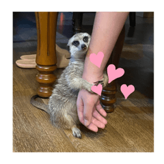 superCute meerkat