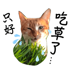 五傻一家。家常對話。第二彈