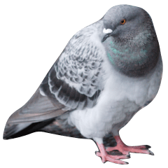 Pigeon high quality Sticker