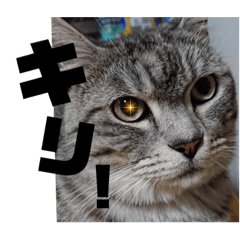 misa_20220925224308