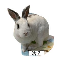 米茶的爽兔人森2