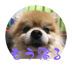 shiho_20220927093039