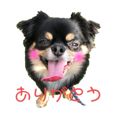 Chihuahua stamps kawaii