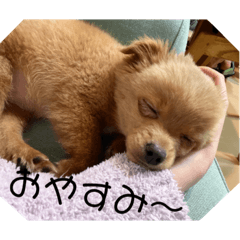 Rinrin_20220926190234