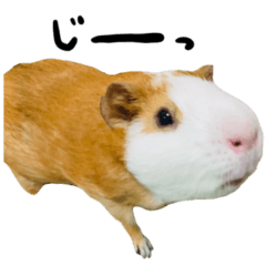 guinea pig haru and fuwa 3