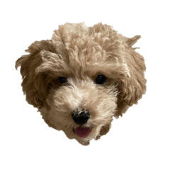 Toy poodle Teddy 2