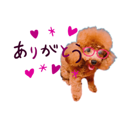 Winnie toypoodle14