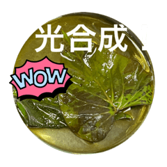 chiino_20220924191756