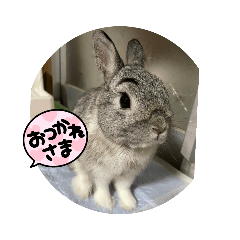 Rabbit_20220927131448