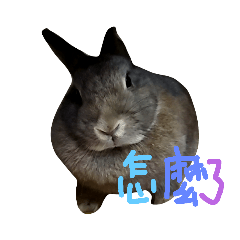 可愛兔兔-阿寶