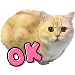 Mr. Richard Matsumoto ver.1