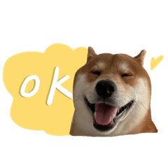 張哈魯一條柴