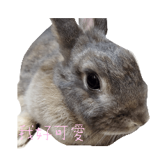 兔兔阿寶貼圖 日常溝通