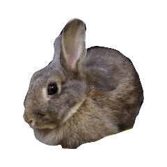 我家的兔兔貼圖