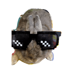 兔兔阿寶可愛貼圖