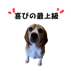 beagle name jojo