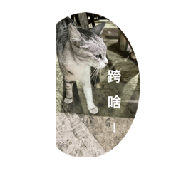 喵喵喵喵的日常