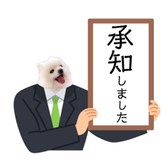 pomeranian dog shiromaru14