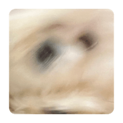 笨蛋窩哩窩