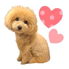 Cute Toy Poodle Dog Sticker 2022